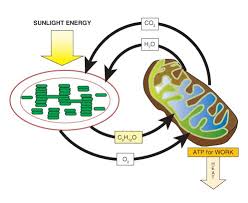 C6h12o6 + 6o2 ———— 6co2 2. Powering The Cell Cellular Respiration And Glycolysis Ck 12 Foundation