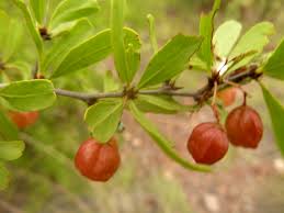 Image result for Gymnosporia tenuispina