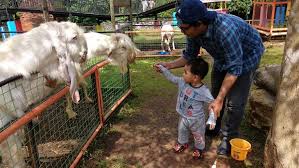 Untuk memastikan satwa memangsa ternak warga, bksda resor agam memasang kamera trap atau jebakan. D Kandang Amazing Farm Wisata Edukasi Yang Dirancang Sesuai Kurikulum Merahputih