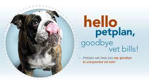 Petplan pet insurance covers up to 90% of vet bills for dogs & cats. Pet Insurance Plans Pet Health Insurance From Petplan Pet Health Insurance Pet Insurance Cheap Pets