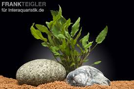 Balansae, the wide variety makes cryptocoryne an excellent choice for different positions in a planted aquarium. Cryptocoryne Wendtii Grun Tall Form Topf Aquariumpflanzen Bundpflanzen Topfe
