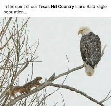 Birds Of Prey Texas Hill Country Pin On Country And Farming Scenes
