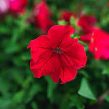 Check spelling or type a new query. Four O Clock Plant Care Growing Guide