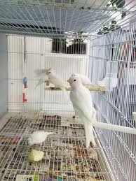 White Canaries White Canary Canary Birds Canary