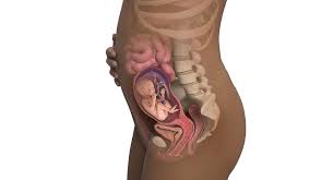 Se não fosse o raio da placenta, estaríamos (.) Ssw 22 Sie Sind 22 Wochen Schwanger Babycenter