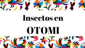 Insectos En Otomi Vocabulario Para Aprender Esta Lengua