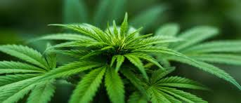 Rychlé a diskrétní doručení do 48 hodin. Ist Das Grune Gold Cannabis Eine Sinnvolle Anlage