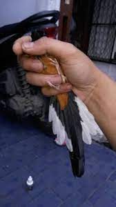 Pola Ekor Murai Batu Medan Blog Tentang Burung 2021