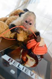 What happened to the mother monkey? Justin Bieber S Pet Monkey Still Has Issues Five Years After The Singer Abandoned Him In Germany