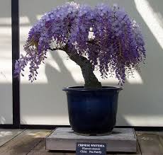 Wisteria Bonsai Wisteria Bonsai Bonsai Tree Bonsai