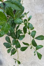 Image result for Cissus