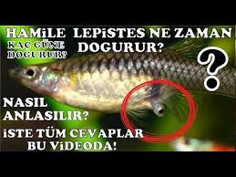 hamile lepistes ne zaman dogurur kac gunu kaldigini nasil anlariz ne zaman yavruluga ayirmaliyiz youtube lepistes youtube