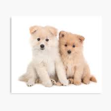 See more ideas about puppies, pomeranian, dogs. Cuddly Newborn Pomeranian Puppies Photographic Print By Tobkatrina Redbubble