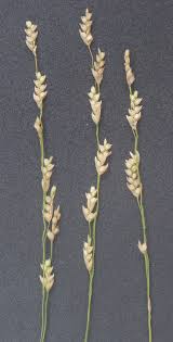 Image result for Eragrostis chapelieri
