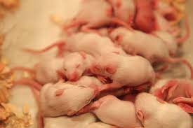 Chinese Baby Mice Wines The Foodie Blog