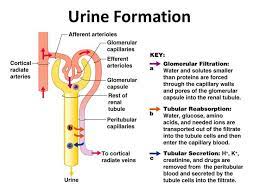 Physiology Of Urine Formation Online Biology Notes Basic Anatomy And Physiology Anatomy And Physiology Textbook Biology Notes