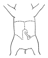 Fetal Pig Dissection Biology Libretexts