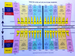 dental meridian chart tooth chart acupuncture points