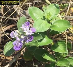 Image result for Vitex obovata