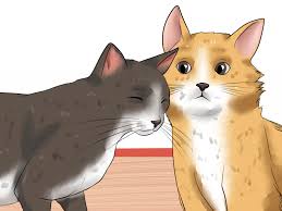 Check spelling or type a new query. How To Help Cats Become Friends 13 Steps With Pictures