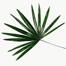 Choose from 2300+ palm leaves graphic resources and download in the form of png, eps, ai or psd. Fresh Green Palm Leaf Transparent Png Free Image By Rawpixel Com Teddy Rawpixel Palm Leaves Leaves Leaf Photography