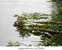 Image result for Neptunia oleracea