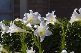 Choose a deep container for healthy plants. How To Plant And Grow Lilies Gardener S Path