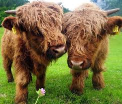 Wir Lieben Die Alpen On Instagram Zwei Sussen Aus Dem Logar Tal Logarska Dolina In Slowenien C Kaerntner Madl Alpenliebe Animallovers Cu Cow Animals