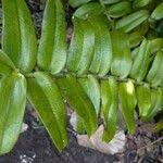 Image result for Calyptrochilum