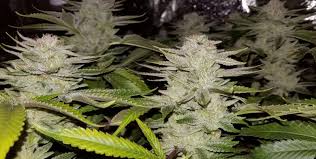 In this way, a grow dehumidifier is placed outside of the room and operates through the ducted connection between the device and the grow tent itself. Best Humidity For Weed Best Humidity And Ideal Temp For Growing Weed