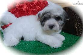A pleasing, playful, people loving dog. Havanese Havanese Puppy For Sale Near Chicago Illinois Cd9cc163 7b61 Havanese Havanese Puppies Havanese Puppies For Sale