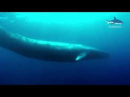 11 Facts About Blue Whales The Largest Animals Ever Known To Live On Earth Largest Animal Ever Big Animals Big Whale