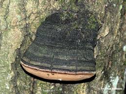 Image result for Phellinus igniarius