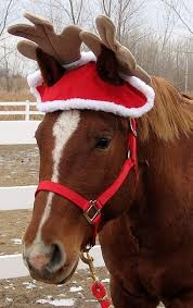 Christmas Horse Christmas Horses Cute Horses Christmas Animals