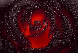 Desktop wallpaper iphone 6 flower black rose white free images. 128 258 Black Rose Photos Free Royalty Free Stock Photos From Dreamstime