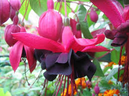 How To Take Cuttings From Fuchsia Boutures Idees Jardin Entretien Du Jardin