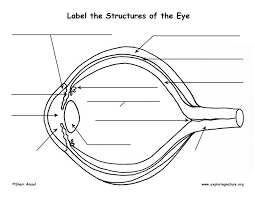 Maybe you would like to learn more about one of these? Vision And The Structure Of The Eye