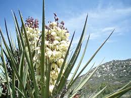 Image result for Yucca