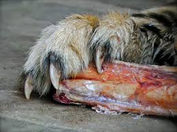 Résultat de recherche d'images pour "cheetah claw"