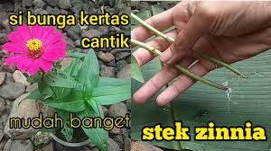 Maybe you would like to learn more about one of these? Cara Stek Bunga Zinnia Bunga Kertas Youtube