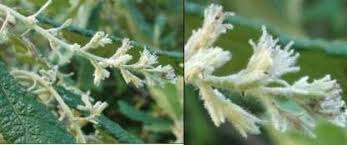 Image result for Tarchonanthus trilobus