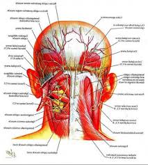 They move the head in every direction, pulling the skull and jaw towards the shoulders, spine, and scapula. Pin On Nece Muscle Anatomy