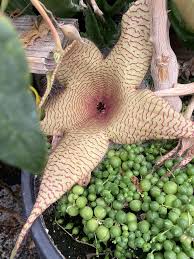 Image result for Stapelia