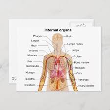 Image result for internal organs