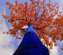 Artist Konstantin Dimopoulos Is Painting Blue Trees In The Denver Theatre District Westword See more ideas about art, painting, art painting. artist konstantin dimopoulos is