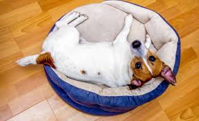 You have to check out these awesome dog beds you can make for your baby. 16 Diy Dog Bed Designs Custom Build A Bed For Your Pooch