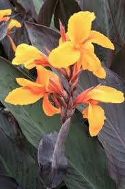 canna felix roux balisier nain vivaces rhizomateuses originaires des zones humides d asie et sub tropicales d amerique feui fleurs rouges fleurs feuillage