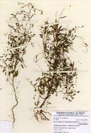 Image result for Phyllanthus pentandrus