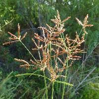 Image result for Cyperus sp.no.7