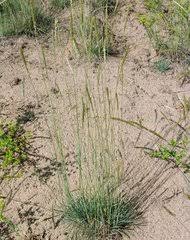 Image result for Pseudobromus engleri